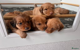 Kruising honden te koop: Bijzonder mooie combi: Toller X Teckel kruising, - Afbeelding 2