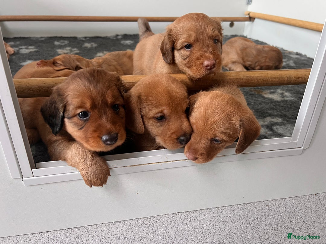 Kruising honden te koop: Bijzonder mooie combi: Toller X Teckel kruising, - Afbeelding 2