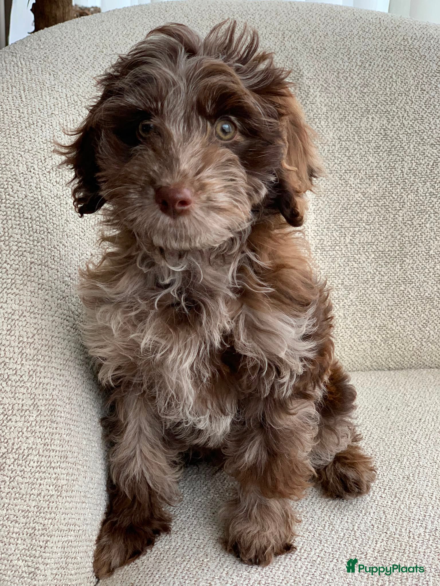 Labradoodle honden Labradoodle Merle teef te koop - Advertentie 5