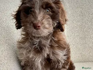 Labradoodle honden Labradoodle Merle teef te koop - Advertentie 5