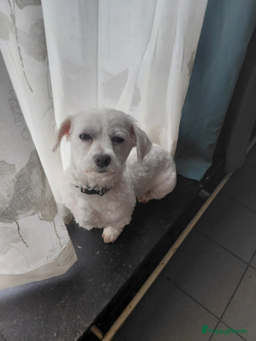 Maltezer honden te koop: Maltezer teefje - Advertentie 5