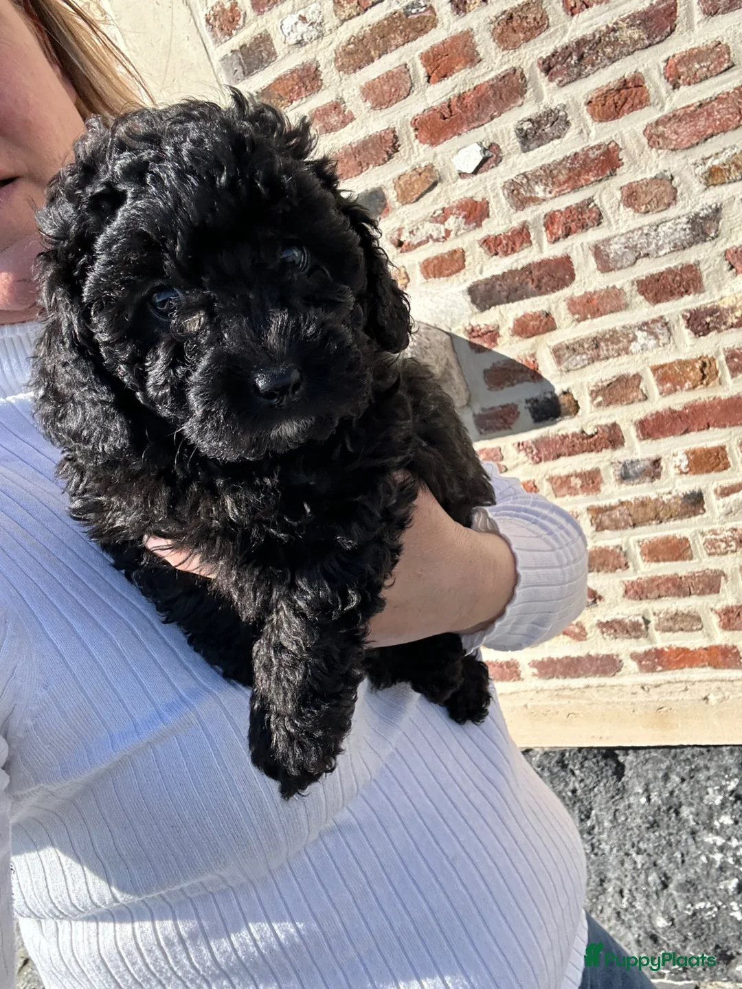 Poedel Toy honden te koop: Toy poedel teefje - zwart - Advertentie 18