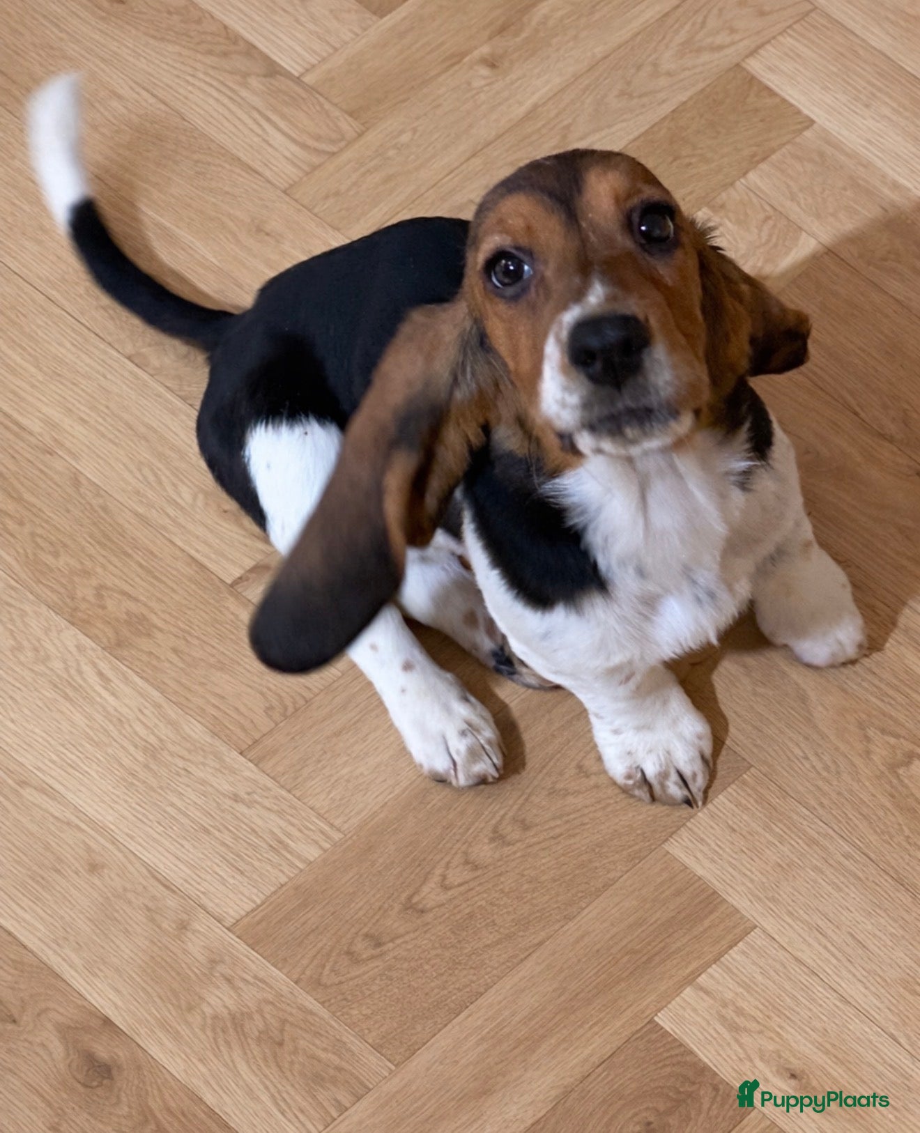 Basset Hound honden Basset hound pup - Advertentie 1
