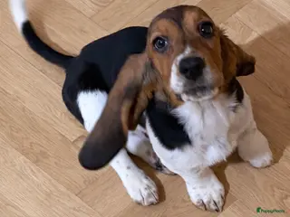 Basset Hound honden Basset hound pup - Advertentie 15