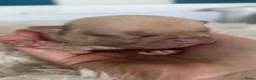 Franse Bulldog honden te koop: Mooie Franse bulldog pups  - Advertentie 4