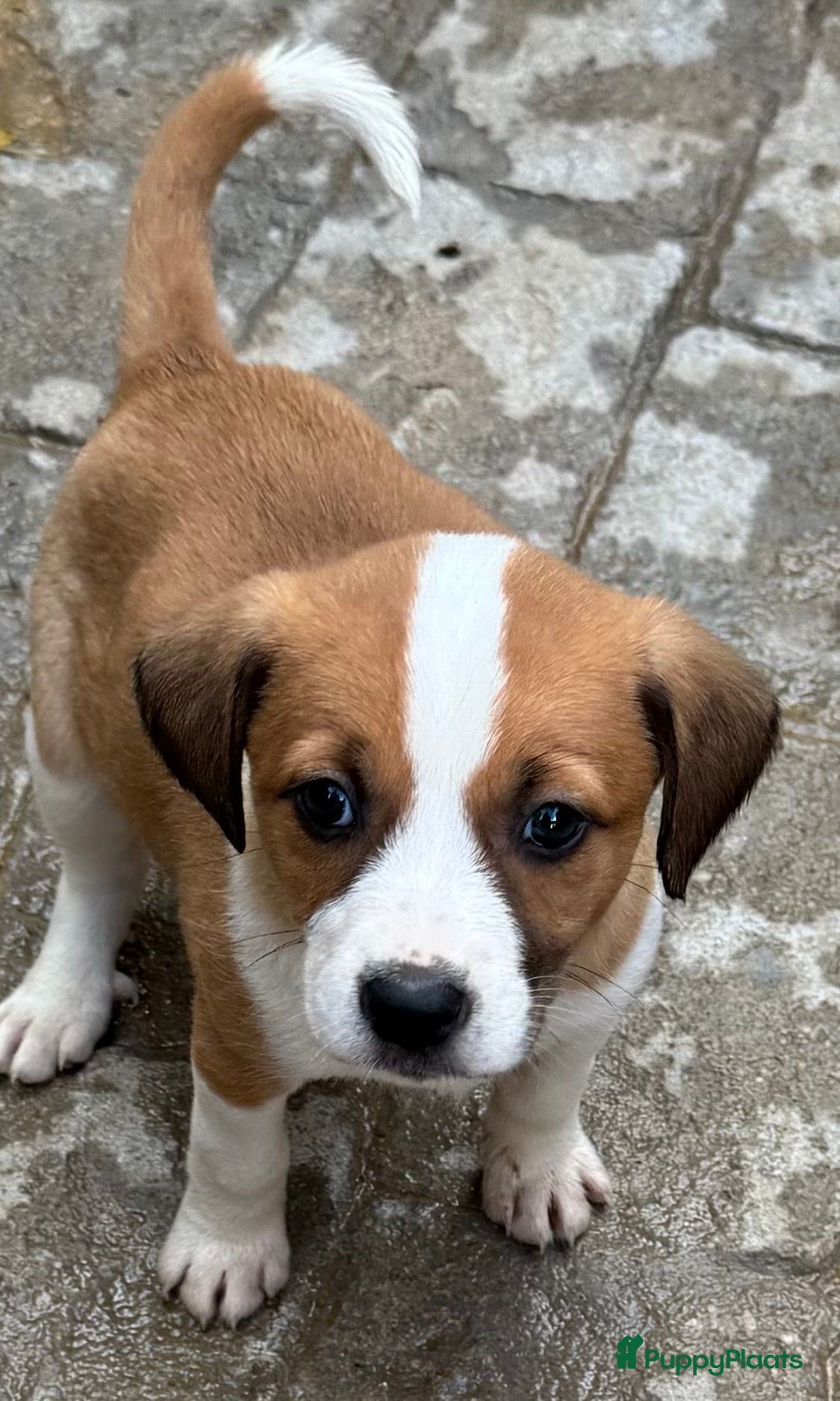 Kruising honden eefje wie zoekt een  heel lief hondje?  - Advertentie 3