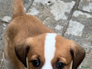 Kruising honden eefje wie zoekt een heel lief hondje? - Advertentie 3