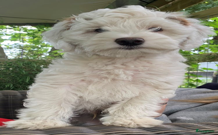 Australian Labradoodle honden - Advertentie 7