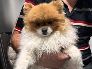 Pomeriaan honden Beautiful Healthy Bearface Pomeranian Puppy - Advertentie 2