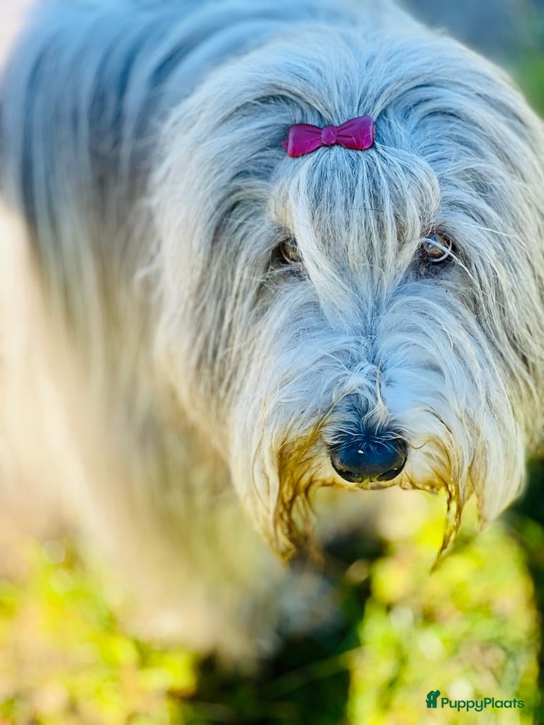 Bearded Collie honden Yoshi en Mario zoeken opnieuw hun gouden mandje! - Advertentie 9