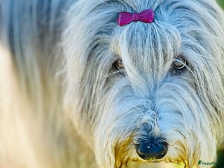 Bearded Collie honden Yoshi en Mario zoeken opnieuw hun gouden mandje! - Advertentie 9