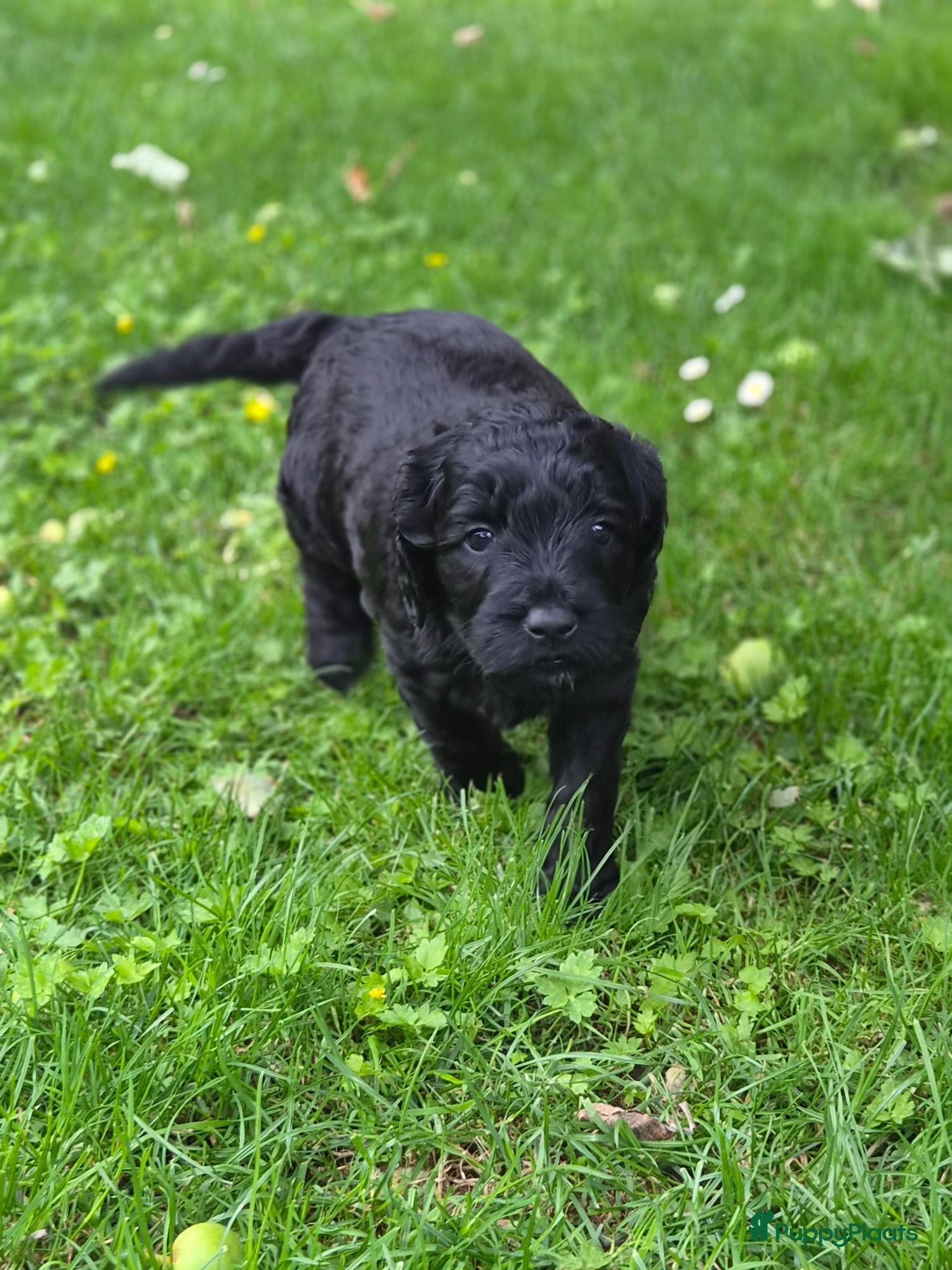 Australian Labradoodle honden Prachtige medium labradoodle pups - Advertentie 2