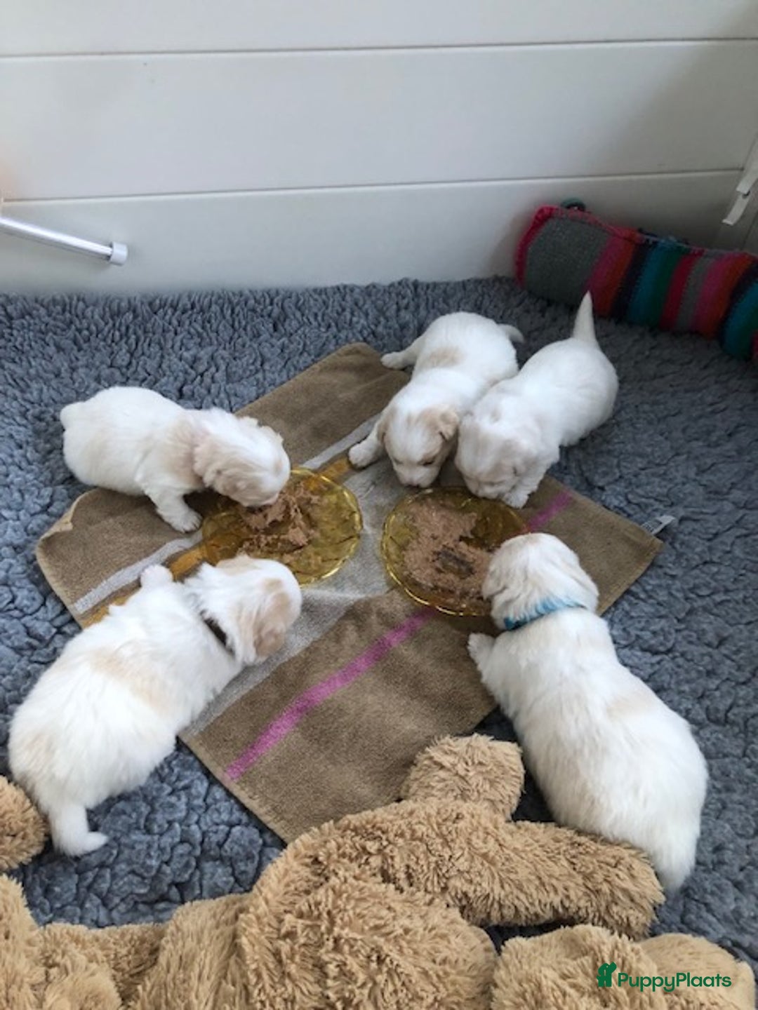 Coton De Tuléar honden te koop: Coton de Tulear pups  - Advertentie 6