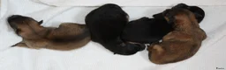 Pomeriaan honden te koop: dwergkees/pomeriaan pups met FCI stamboom - Advertentie 3