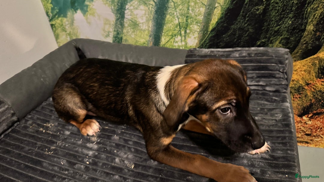 Kruising honden te koop: Amerikaanse Stafford x Hongaarse windhond - Advertentie 3