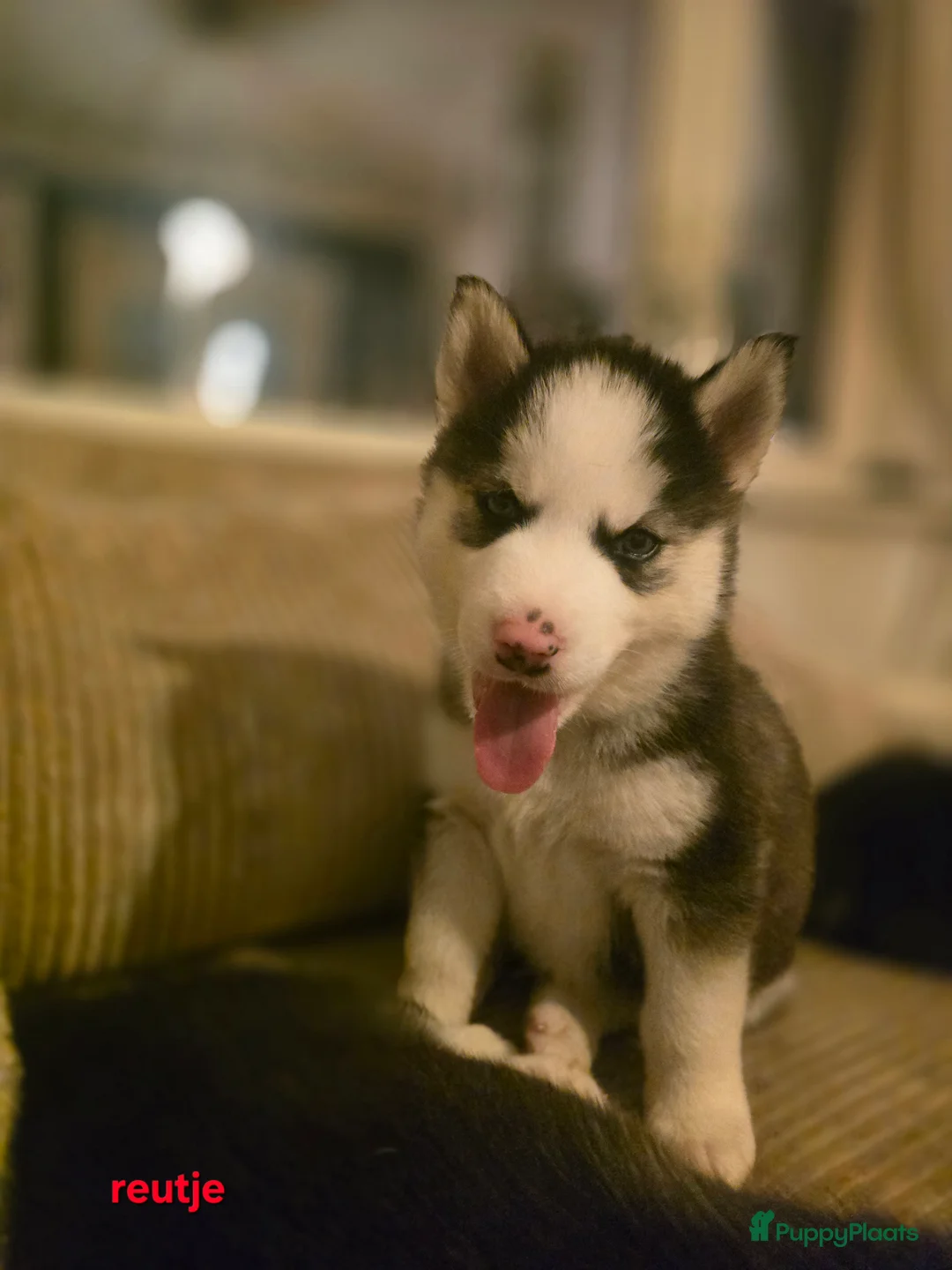 Siberische Husky honden te koop: Prachtige Siberische husky pups - Advertentie 3