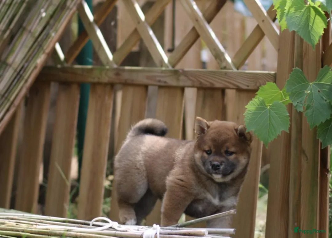 Shiba honden te koop: Shiba teefje met stamboom - Afbeelding 21