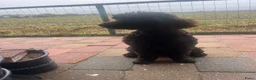 Australian Labradoodle honden te koop: Labradoodles teef, kleine medium chocolade bruin in Noordbeemster - Advertentie 3