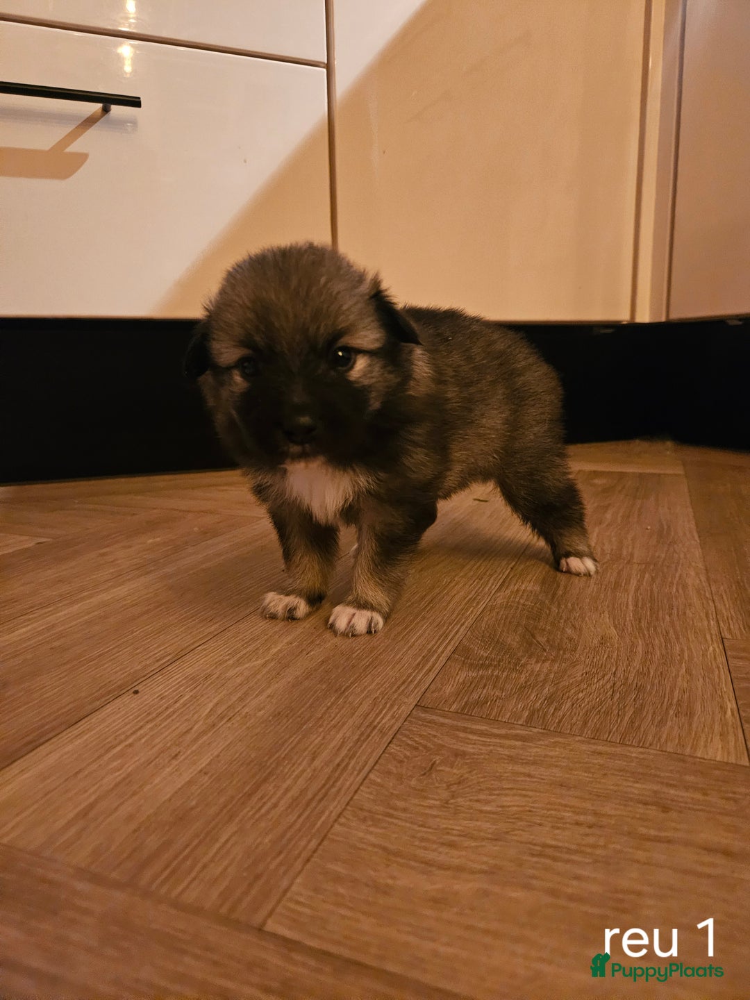 Kruising honden te koop: knappe keeshond x border collie puppy's te koop - Advertentie 6