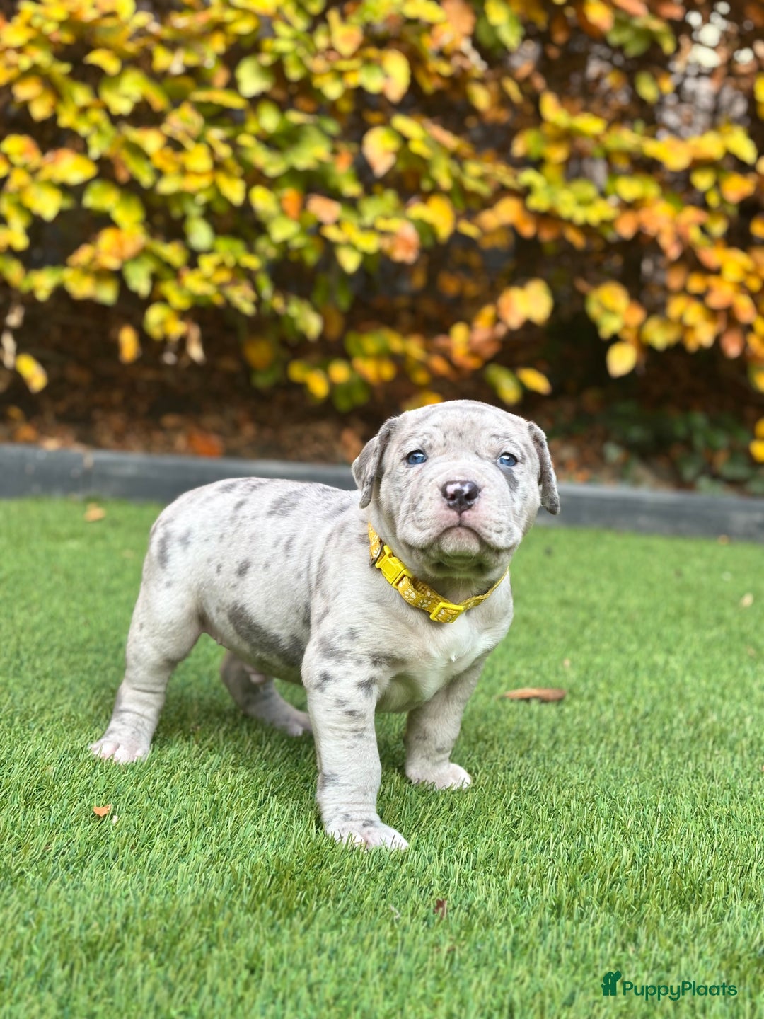 Amerikaanse Bully honden te koop: American Bully Xl pups - Advertentie 1