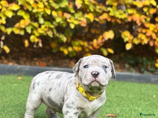 Amerikaanse Bully honden American Bully Xl pups - Advertentie 3