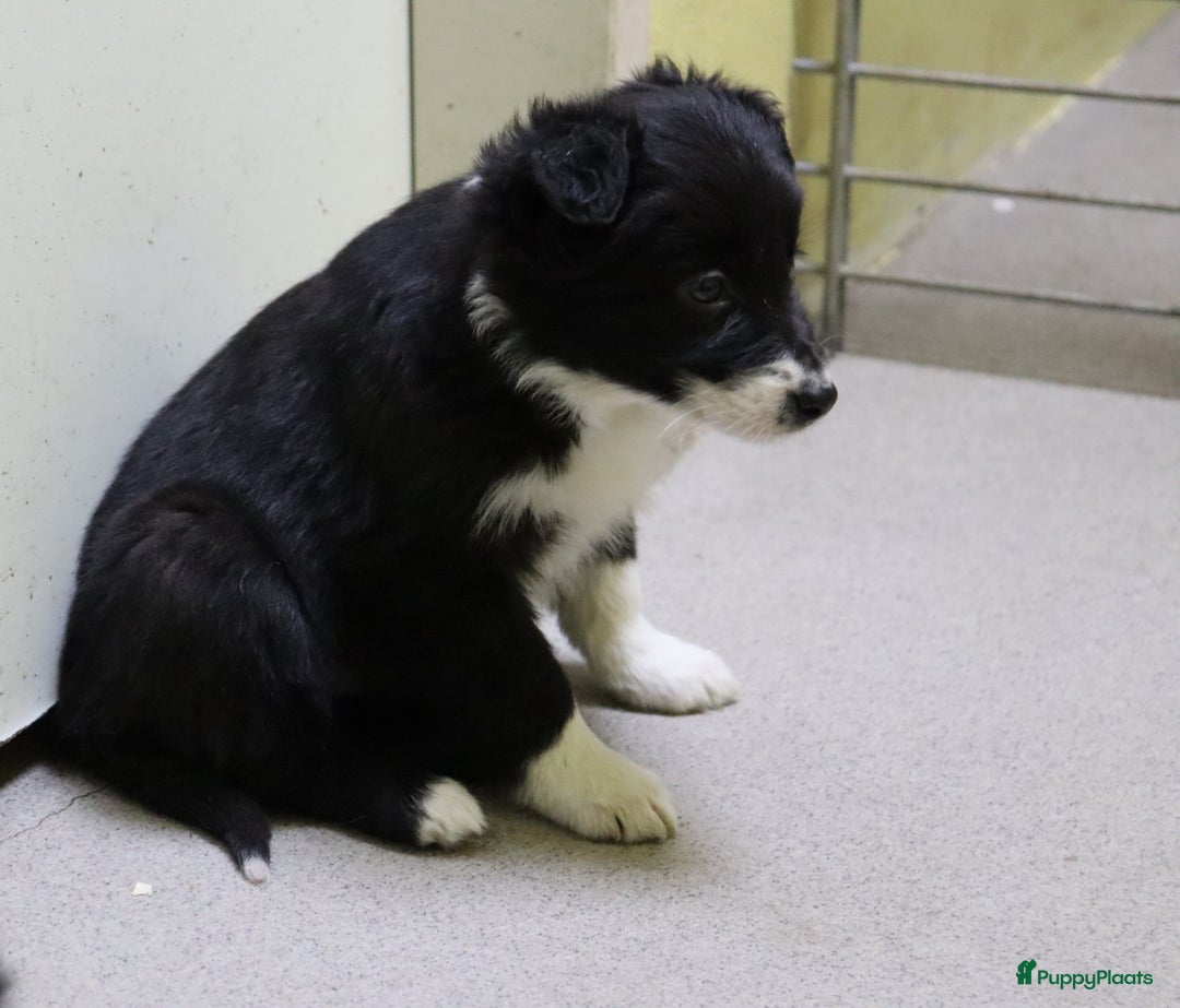 Border Collie honden te koop: Super Schattige border collie pups te koop - Advertentie 16