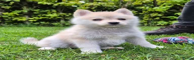 Kruising Puppy 2