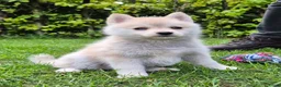 Kruising honden te koop: Pomsky x shiba inu (1/4) pups - Advertentie 5