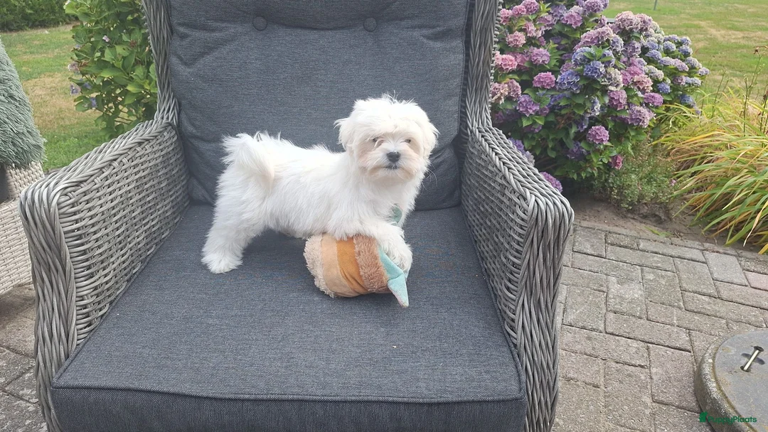Maltezer honden te koop: Maltezer leeuwtje pup. Rasecht. Ouders aanwezig - Advertentie 1