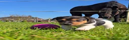 Jack Russel Terriër honden te koop: 🥰 5 Prachtige Jack Russel pups! 🐶 - Advertentie 24