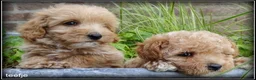 Maltipoo honden te koop: Maltipoo F1b pups - Advertentie 16