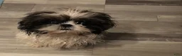 Shih Tzu honden te koop: Shih Tzu 3/4 - Advertentie 4