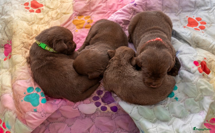 Labrador Retriever honden - Advertentie 1