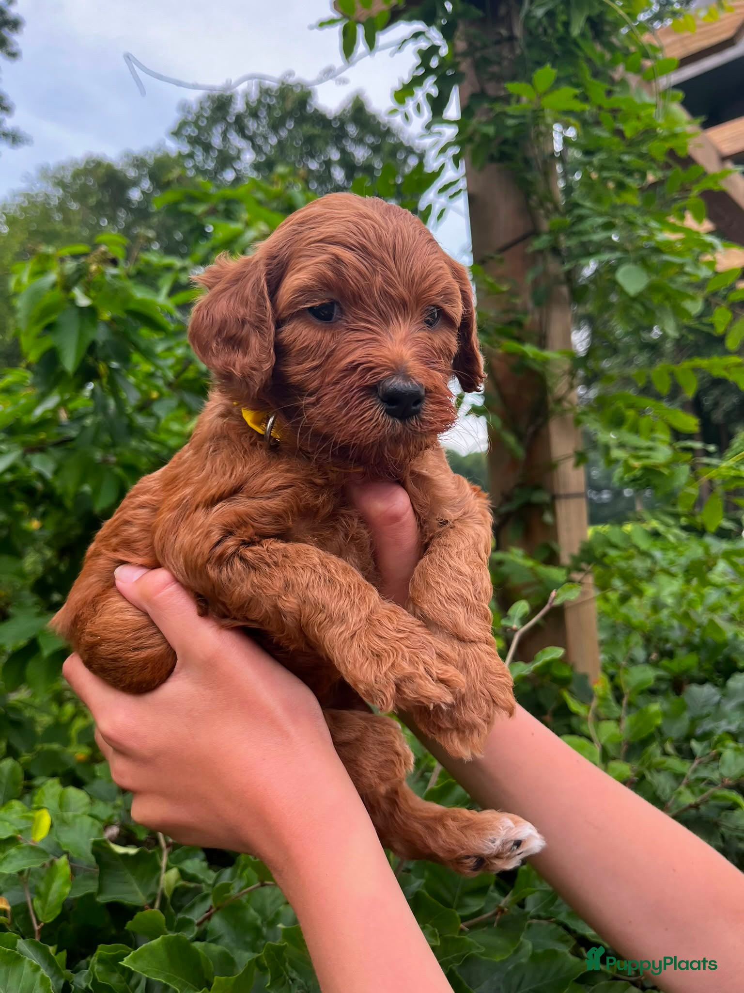 Australian Labradoodle Puppy 5