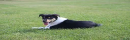 Schotse Herdershond korthaar honden te koop: Nog 2 knappe reuen schotse collie korthaar reuen. - Advertentie 27