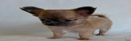 Chihuahua honden te koop: Chihuahua pup (klein reutje) - Advertentie 8
