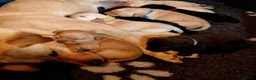 Labrador Retriever honden te koop: Labrador Pups in Heeten - Advertentie 1