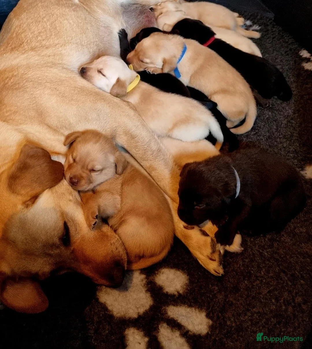 Labrador Retriever honden te koop: Labrador Pups in Heeten - Advertentie 1