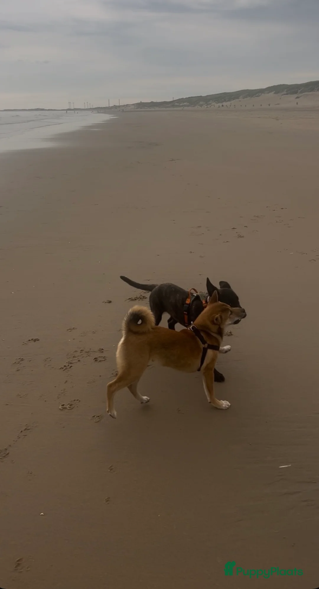 Shiba honden te koop: Shiba inu pup 5 maanden - Advertentie 2