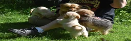 Kruising honden te koop: Prachtige Boomers (Shihtzu/York xJack Russel) - Advertentie 1