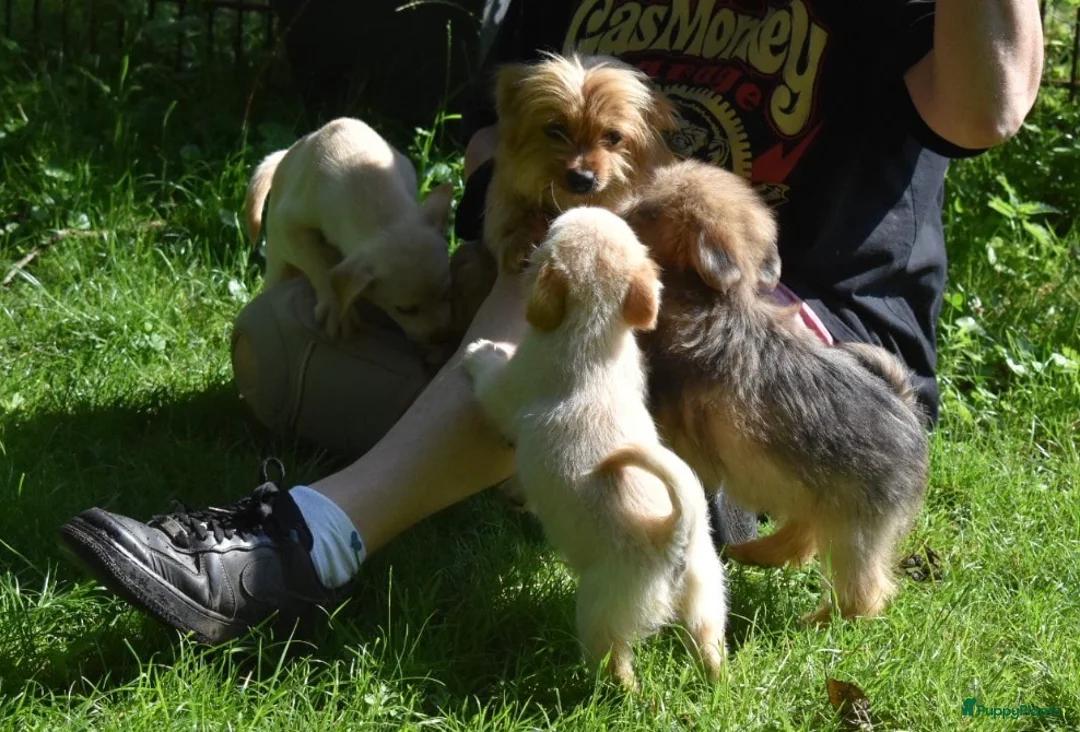 Kruising honden te koop: Prachtige Boomers (Shihtzu/York xJack Russel) - Advertentie 1