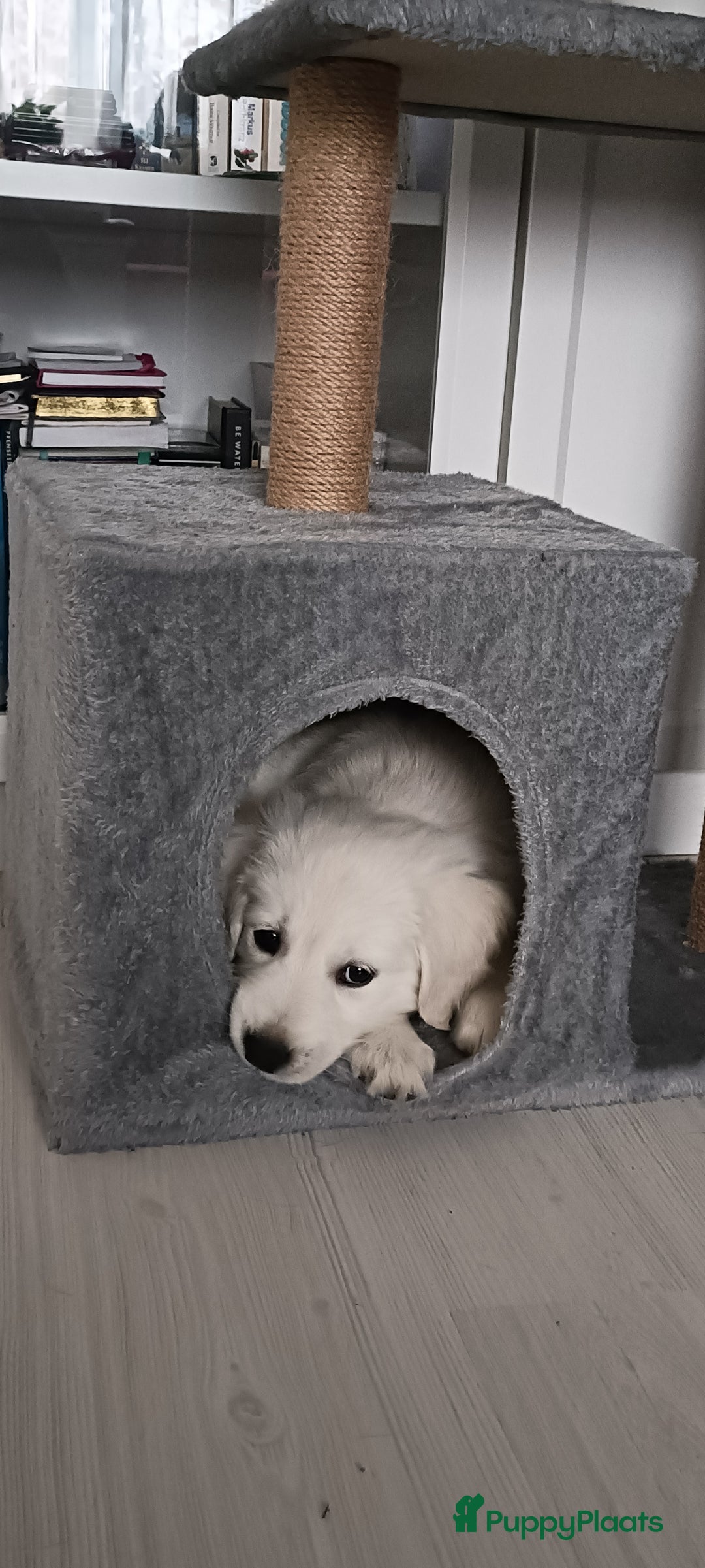 Golden Retriever honden te koop: Golden retriever puppy 10 weken oud  - Advertentie 9