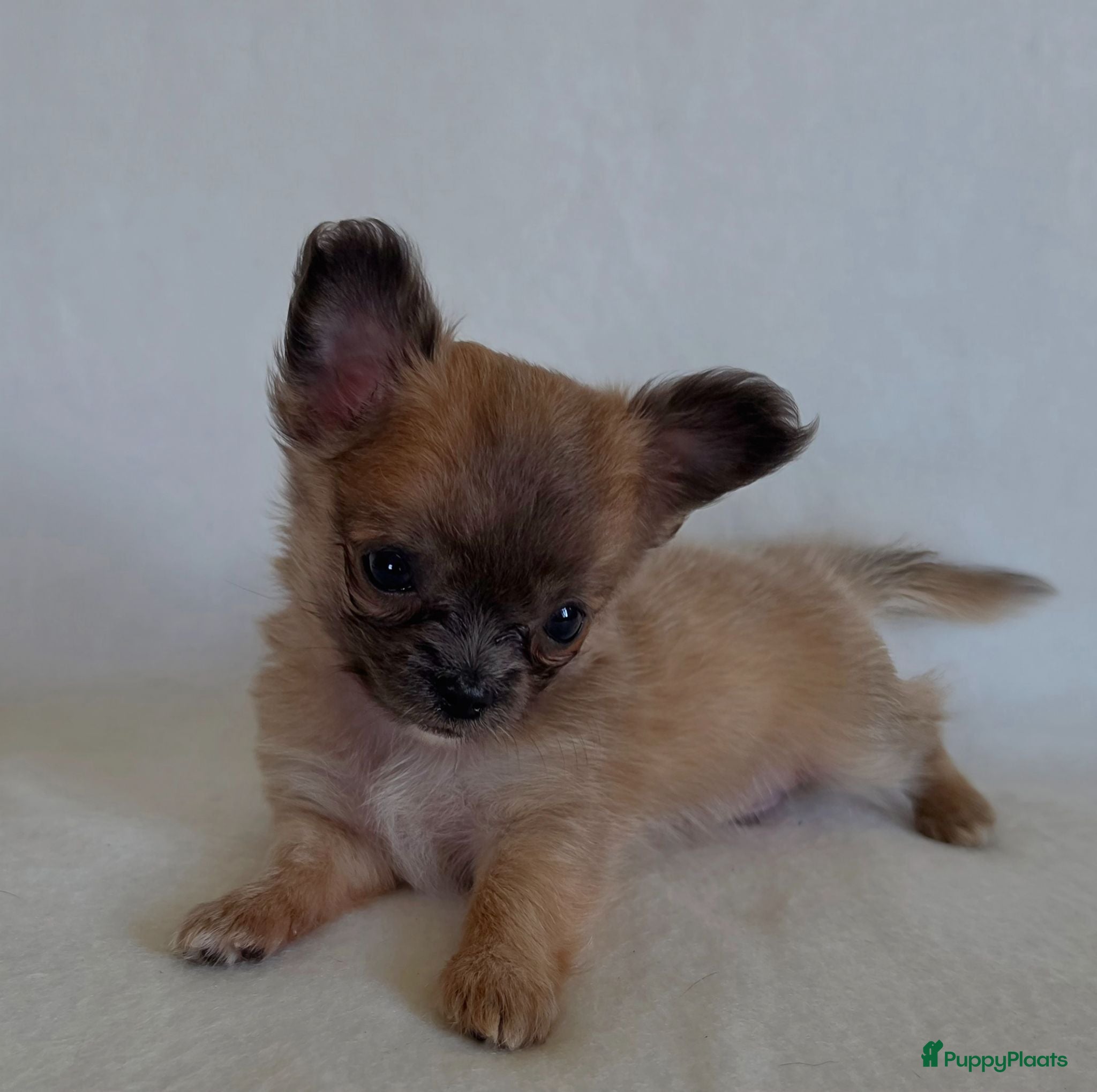 Chihuahua honden Chihuahua pup (klein reutje) - Advertentie 2