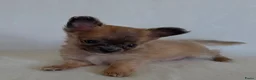 Chihuahua honden te koop: Chihuahua pup (klein reutje) - Advertentie 3