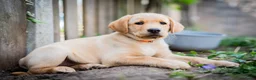 Kruising honden te koop: Labrador x Australian Shepherd pups te koop - Advertentie 2