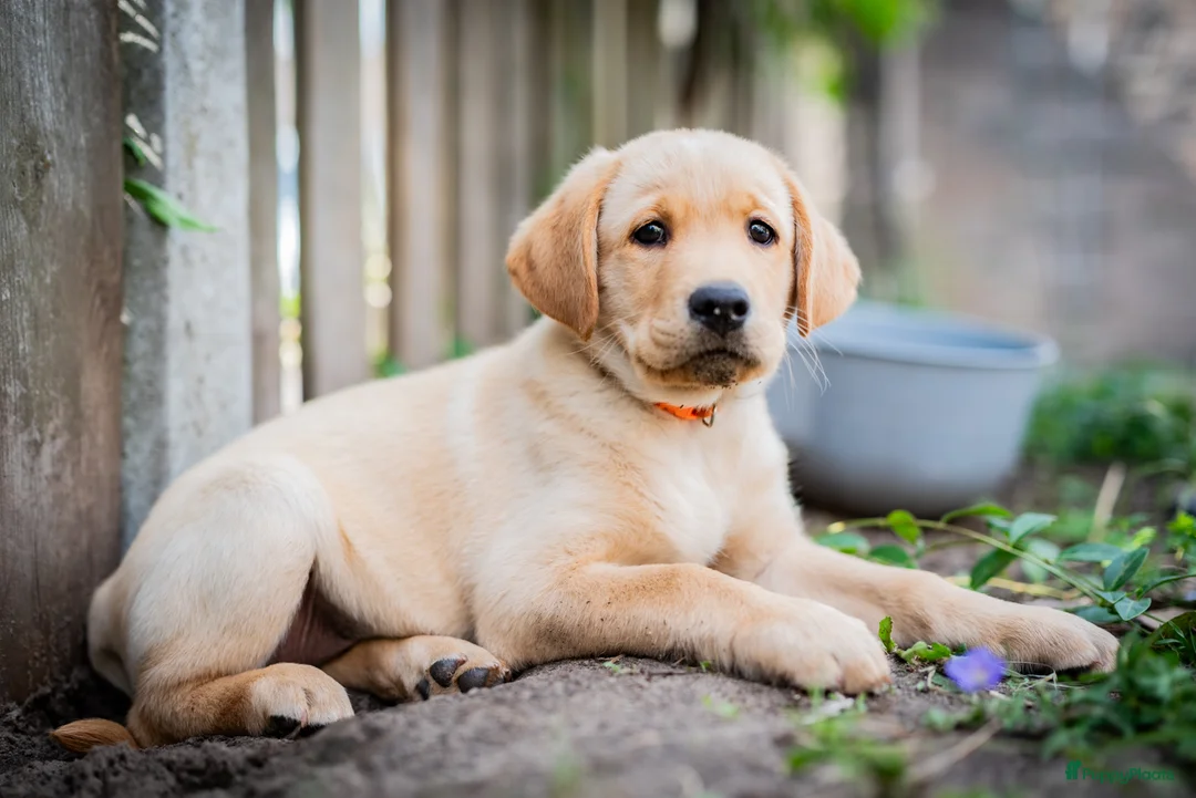 Kruising honden te koop: Labrador x Australian Shepherd pups te koop - Advertentie 2
