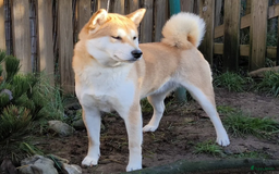 Shiba honden te koop: Shiba teefje met stamboom - Afbeelding 31