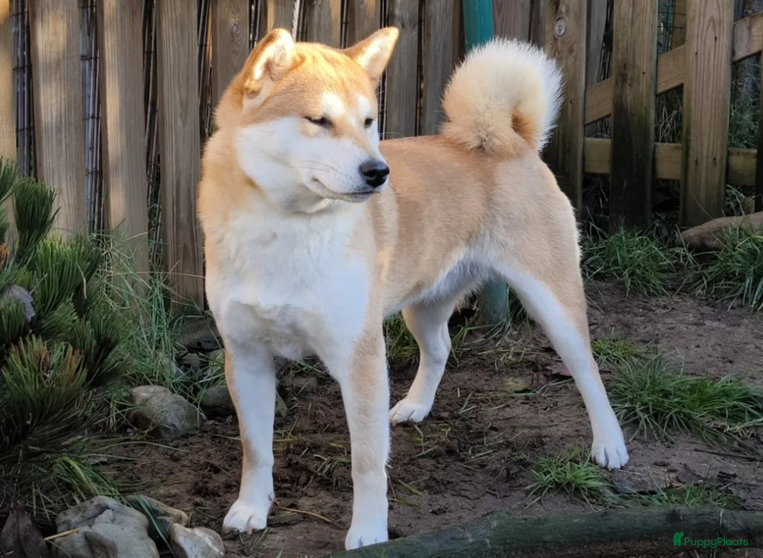 Shiba honden te koop: Shiba teefje met stamboom - Afbeelding 31