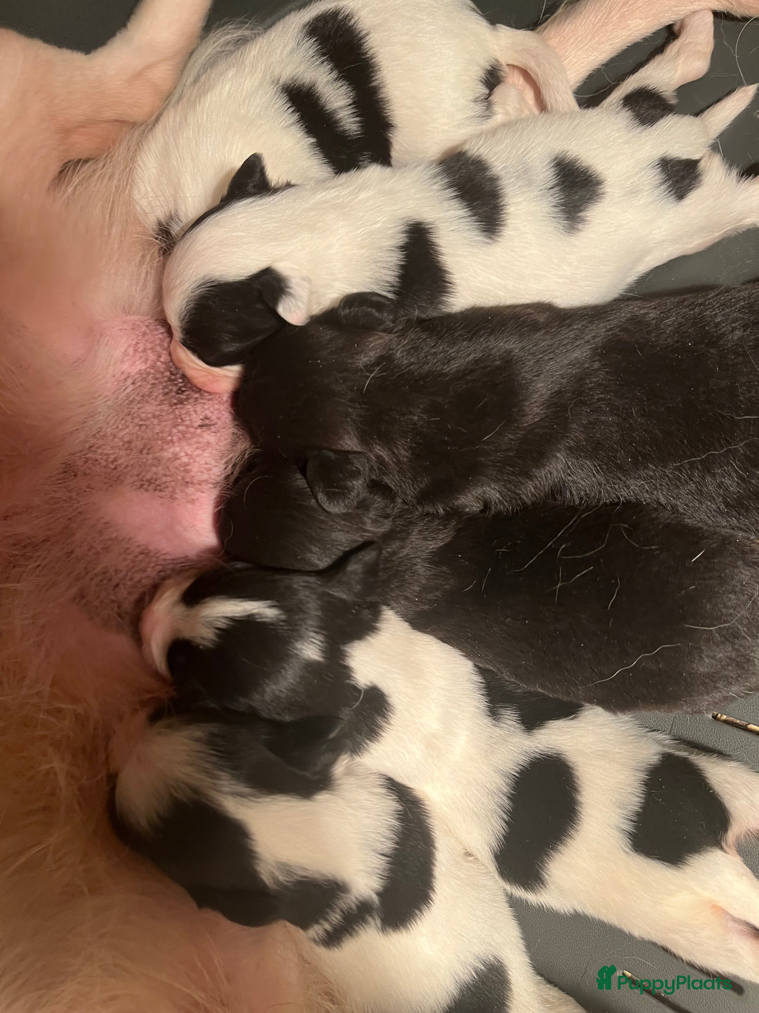 Kruising honden Prachtige kruising Markiesje/Kooikerhondje pups! - Advertentie 10