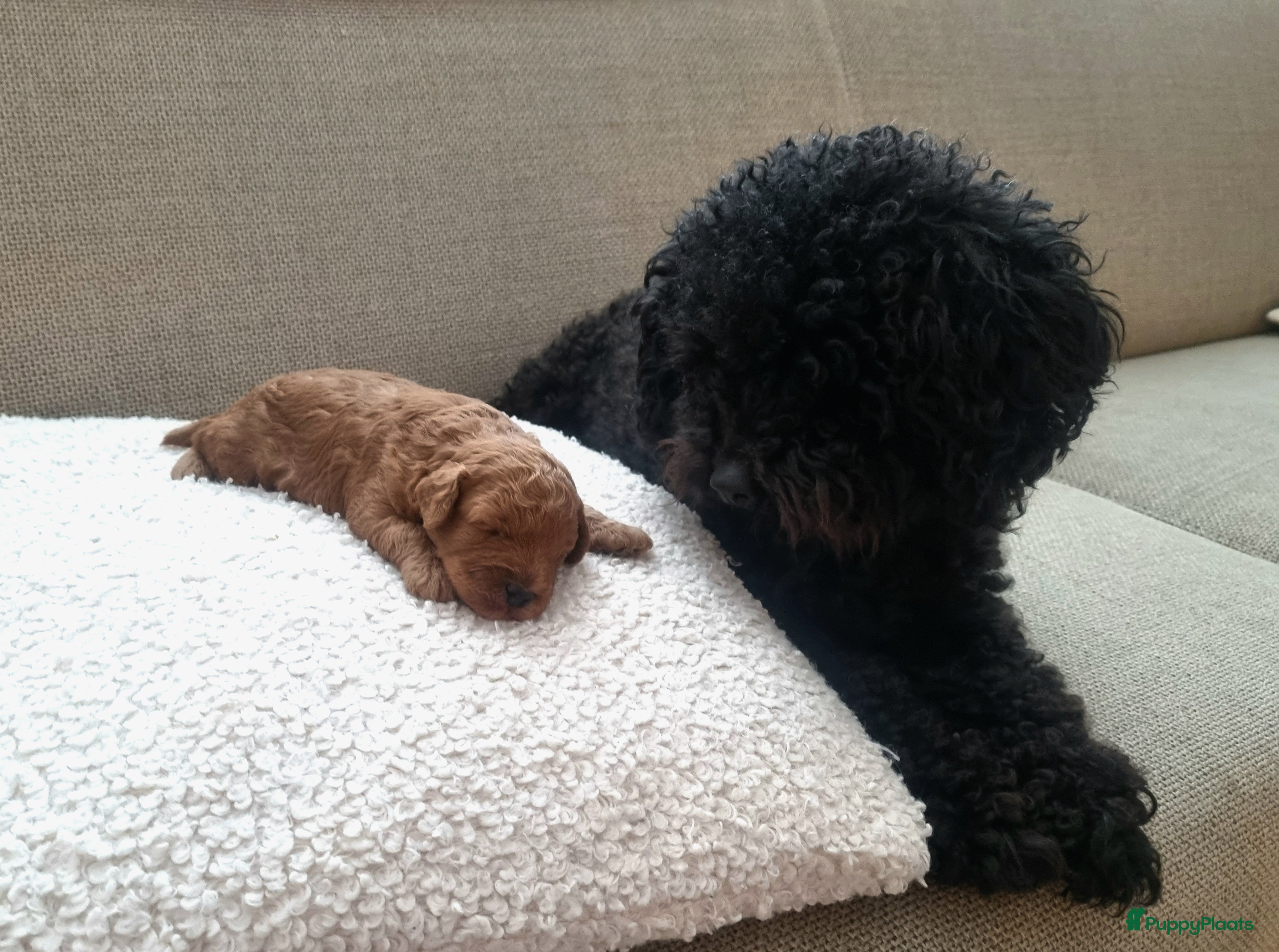 Poedel Toy honden Toypoedel  - Advertentie 1